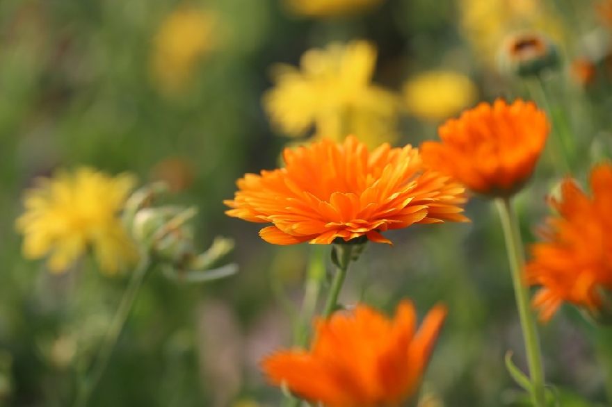 Blumen in Orange.