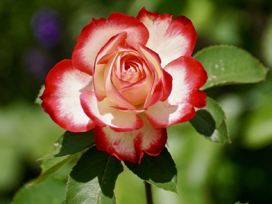 Eine Rose so wie es die bei den besten Gärtnereien in Beckum zu kaufen gibt.