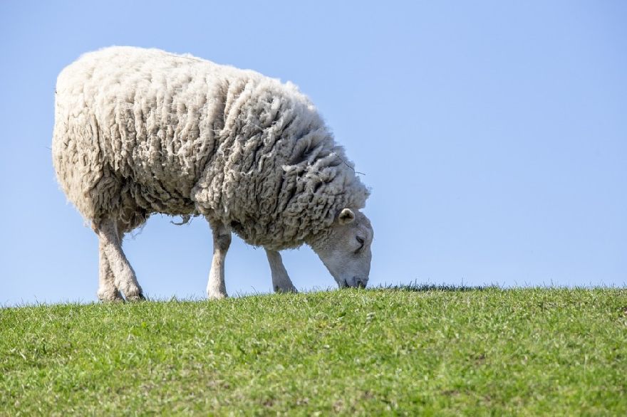 Schaf auf der Weide.